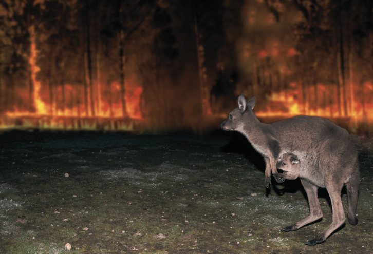 Opportunities in Australia’s Disaster Services Sector